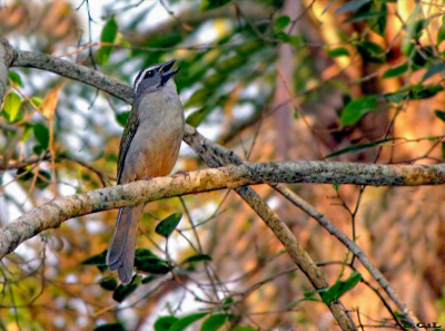 REY DEL BOSQUE VERDOSO (Saltator similis)  - Iguazu-ARGENTINA (Octubre 2010)